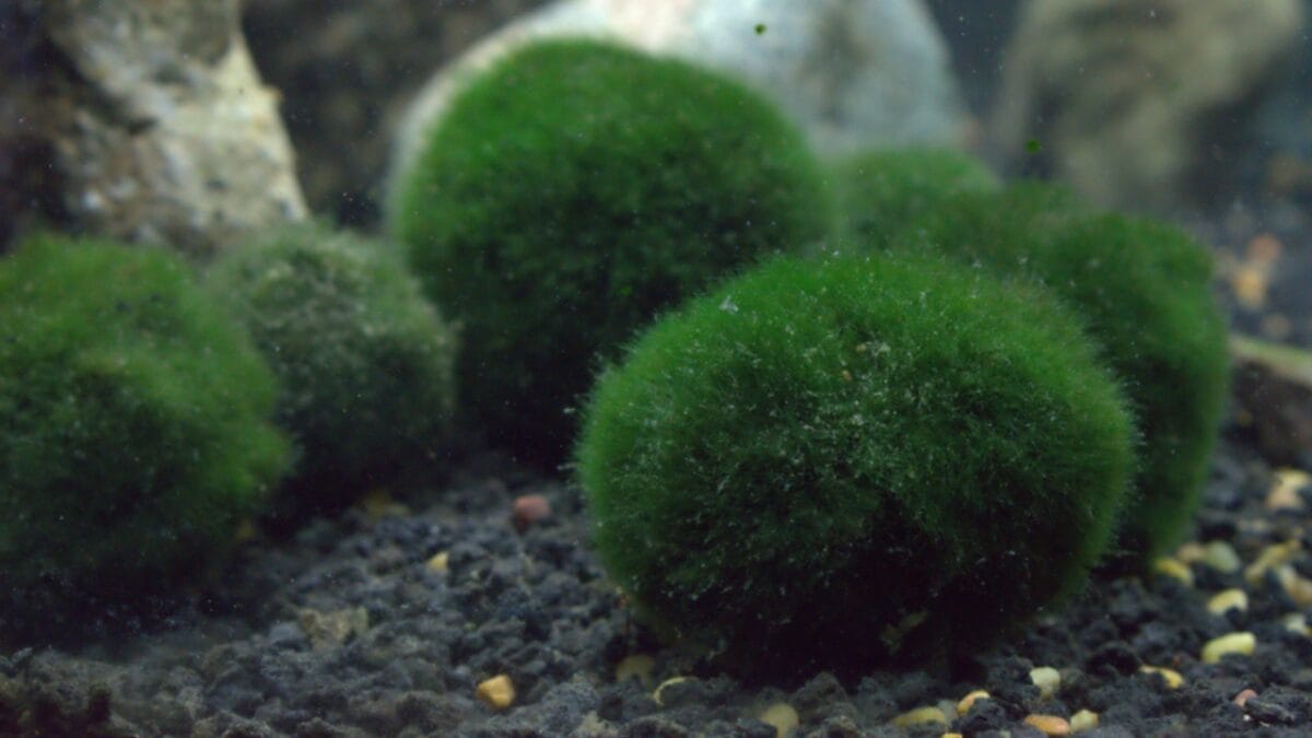 10 Japanese Houseplants for a Calming & Peaceful Living Space - marimo moss ball ss1327688426