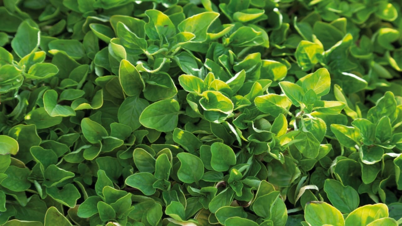 20 Herbs That Keep Giving: Grow Them Once, Enjoy Them for Years 14 20 Herbs That Keep Giving: Grow Them Once, Enjoy Them for Years - marjoram dp80787336
