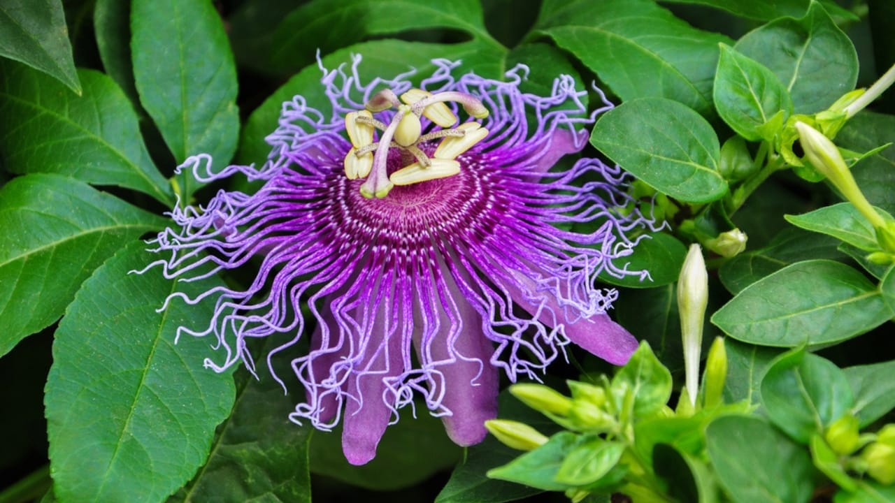 Bring the Tropics to Cold Climates with These 11 Exotic-Looking Plants 7 Bring the Tropics to Cold Climates with These 11 Exotic-Looking Plants - maypop dp242744300