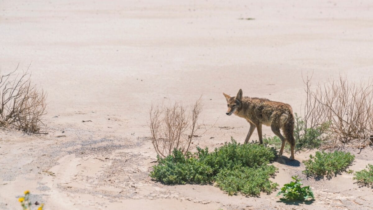 Explore the Pack: 19 Coyote Types to Know 8 Explore the Pack: 19 Coyote Types to Know - mearns coyote dp213205998