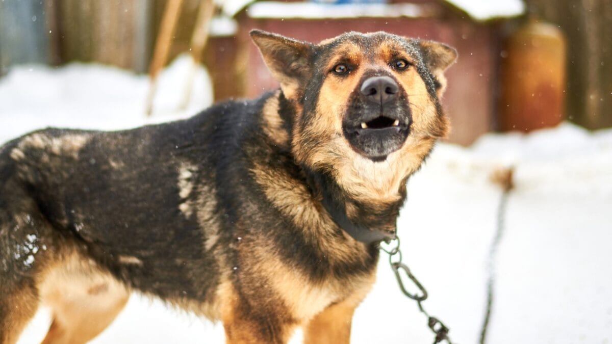 15 Common Reasons Dogs Bark & How to Address Each One 10 15 Common Reasons Dogs Bark & How to Address Each One - medical issue barking ss1642062700