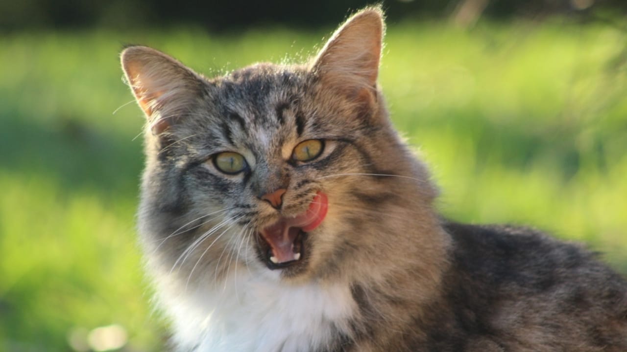 15 Cat Myths & Misconceptions Debunked 16 15 Cat Myths & Misconceptions Debunked - meow norweigan cat ss2300302953