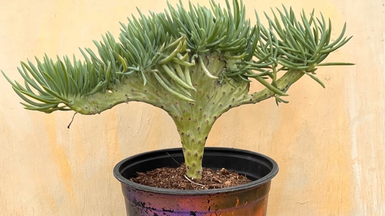 These Irresistible Mermaid Tail Succulents are Worthy of a Fairy Tale Ending in Your Home 4 These Irresistible Mermaid Tail Succulents are Worthy of a Fairy Tale Ending in Your Home - mermaid cactus in home ss2282575535