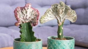 These Irresistible Mermaid Tail Succulents are Worthy of a Fairy Tale Ending in Your Home 1 These Irresistible Mermaid Tail Succulents are Worthy of a Fairy Tale Ending in Your Home - mermaid tail plants ss1920903368