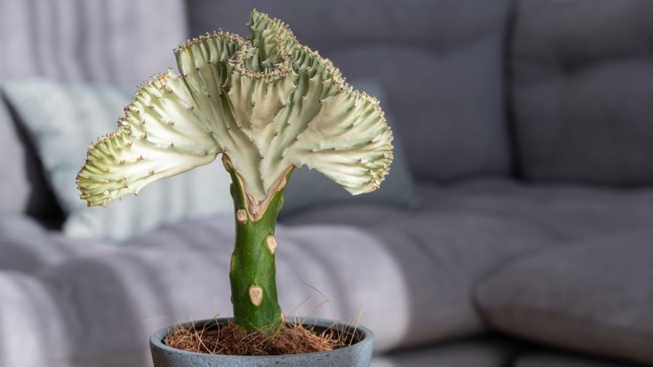 These Irresistible Mermaid Tail Succulents are Worthy of a Fairy Tale Ending in Your Home 3 These Irresistible Mermaid Tail Succulents are Worthy of a Fairy Tale Ending in Your Home - mermaid tail succulents ss1915884175