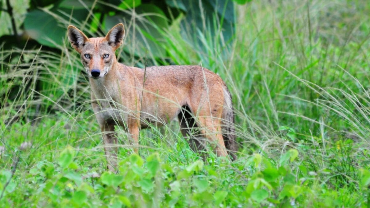 Explore the Pack: 19 Coyote Types to Know 3 Explore the Pack: 19 Coyote Types to Know - mexican coyote ss104909774