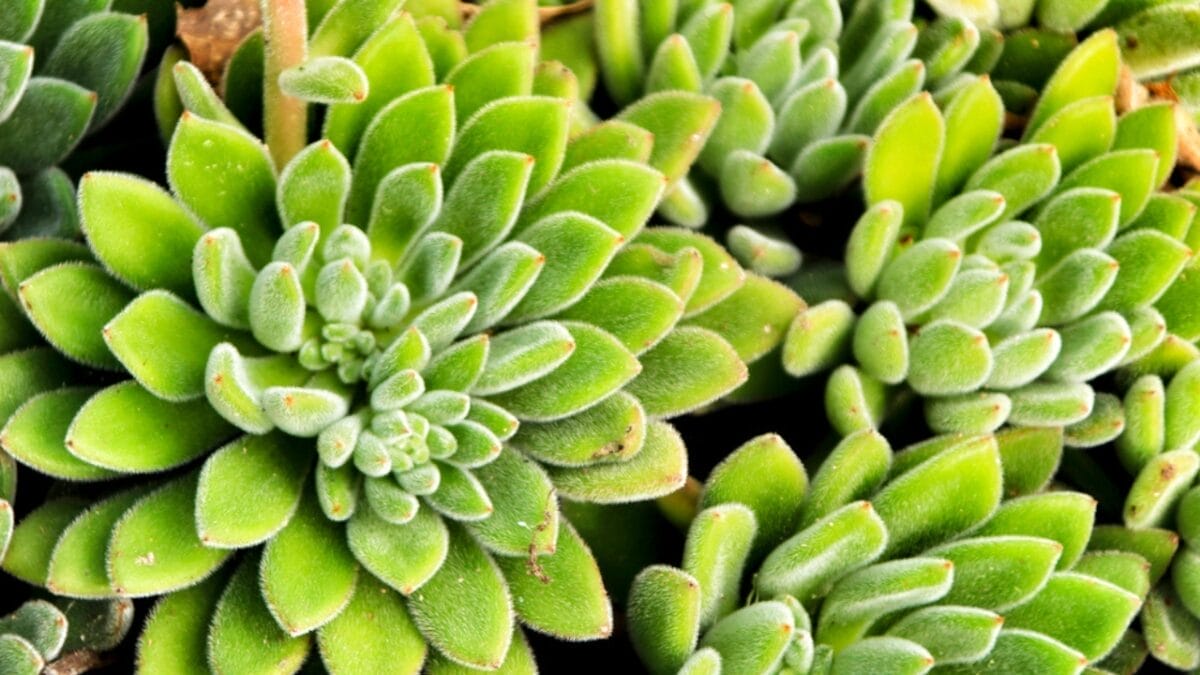 10 Cat-Safe Succulents That Bring the Beauty of Nature Indoors Without Worry 11 10 Cat-Safe Succulents That Bring the Beauty of Nature Indoors Without Worry - mexican firecracker dp469192758