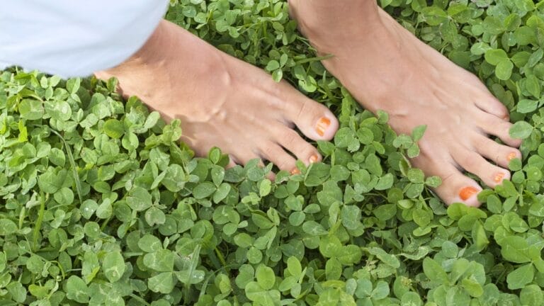 Forget Grass: 5 Reasons Micro Clover Lawns are the New Standard 10 Forget Grass: 5 Reasons Micro Clover Lawns are the New Standard - micro clover lawn ss40339390