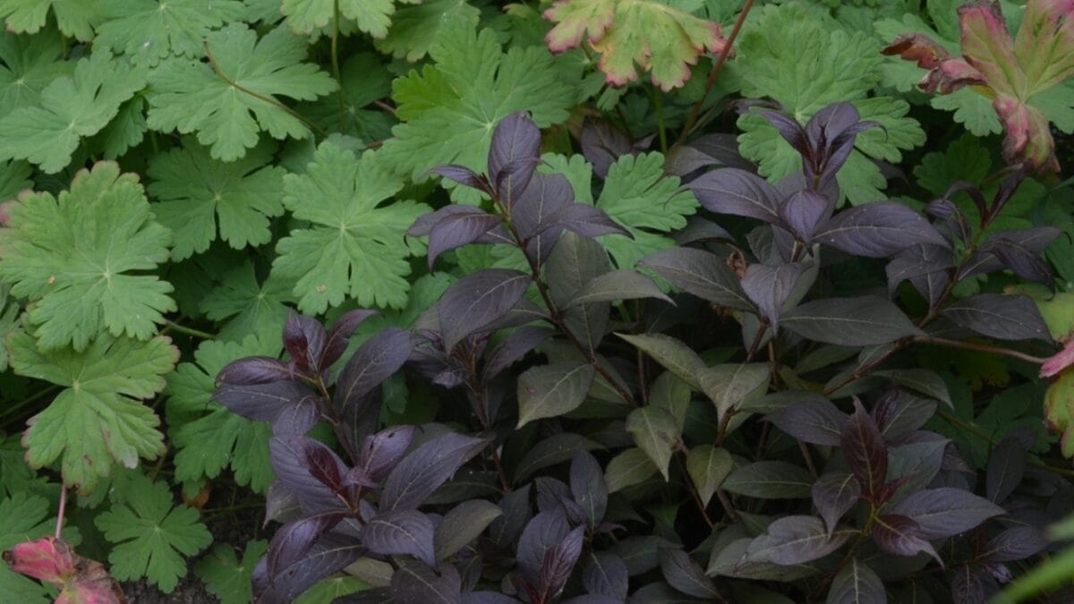 27 Alluring Dark Plants That’ll Make Your Garden Stand Out 22 27 Alluring Dark Plants That’ll Make Your Garden Stand Out - midnight wine weigela ss2108291114