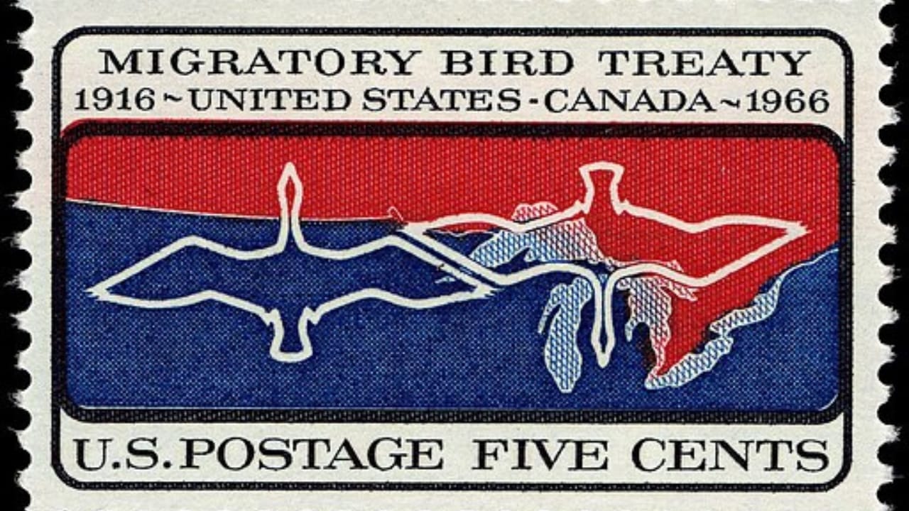 10 Reasons Why It's Illegal to Own a Crow as a Pet - migratory act wc