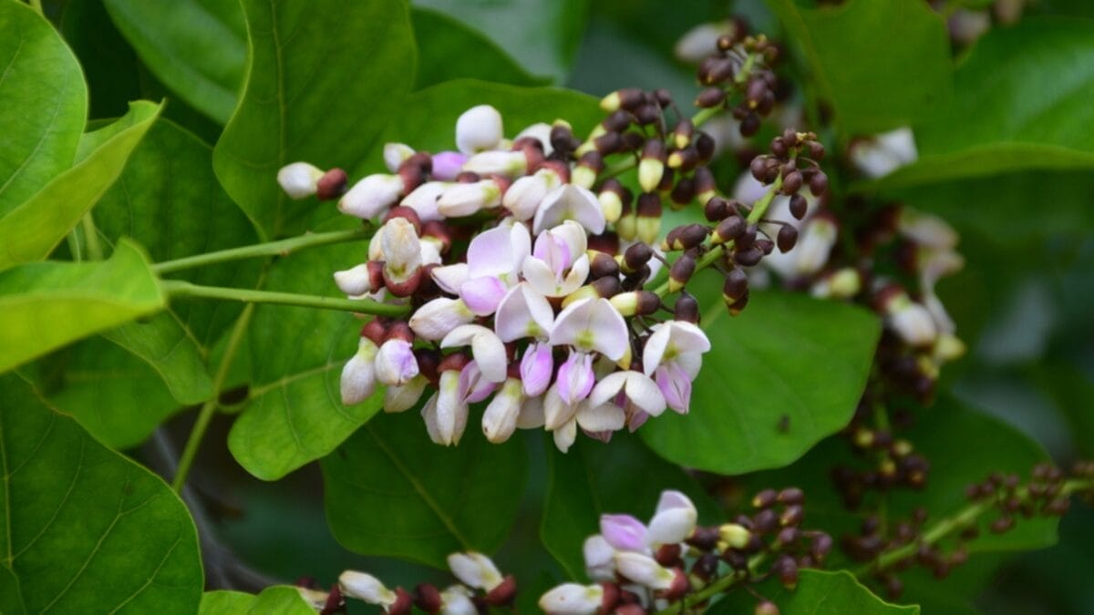 The Right Bird Seed for Attracting Different Bird Species - millettia pinnata flowers ss782834347