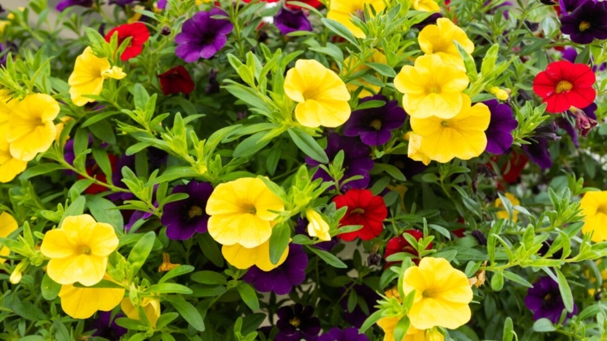 22 Fabulous Flowers to Grow in Container Gardens 6 22 Fabulous Flowers to Grow in Container Gardens - million bells dp289028622