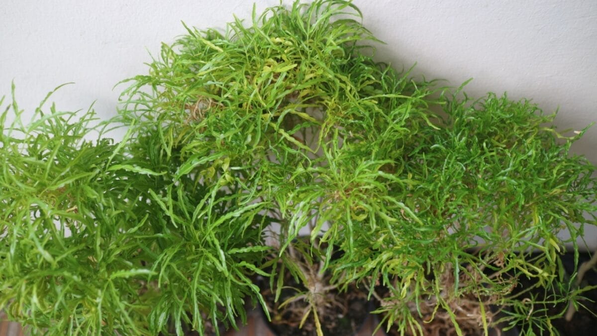 10 Japanese Houseplants for a Calming & Peaceful Living Space - ming aralia dp575544224