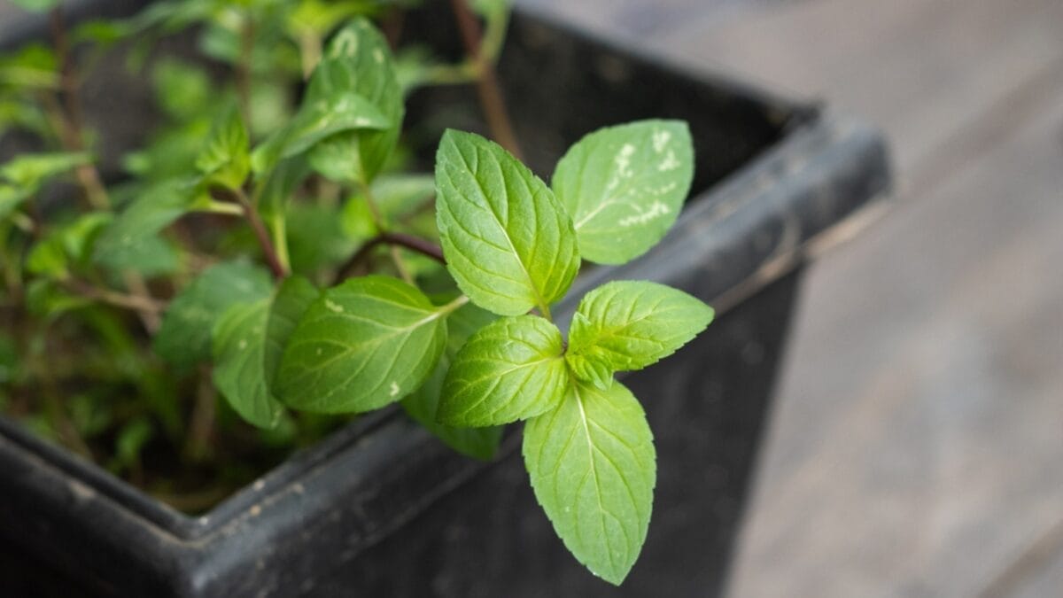 15 Ways to Use the Chocolate Mint Plant - mint in black pot ss1945895656