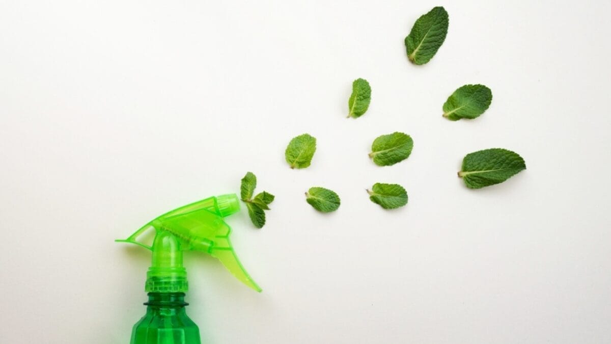 Identifying & Managing Black Widow Spiders in Your Home 6 Identifying & Managing Black Widow Spiders in Your Home - mint spray ss2403543043