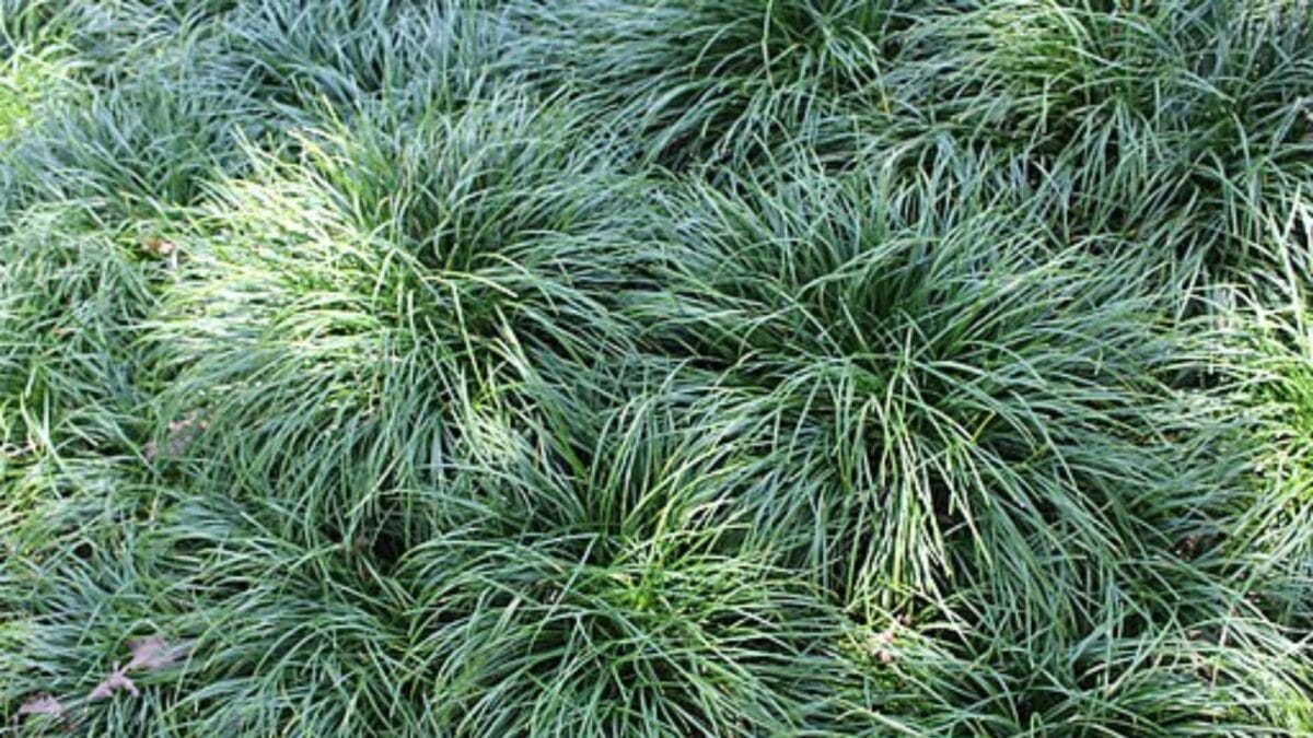 15 Shade-Loving Ground Covers to Transform Your Garden 14 15 Shade-Loving Ground Covers to Transform Your Garden - mondo grass wc