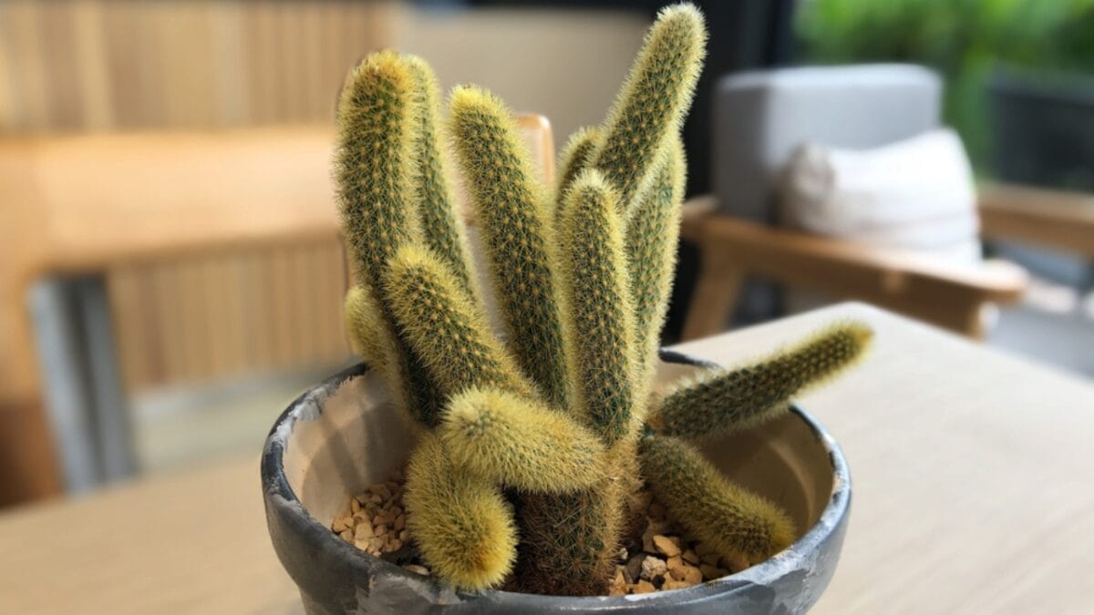 11 Unique Houseplants That are Surprisingly Beautiful 5 11 Unique Houseplants That are Surprisingly Beautiful - monkey tail cactus ss1792850722