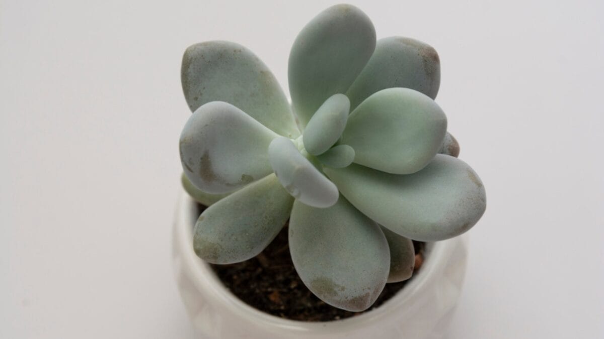 10 Cat-Safe Succulents That Bring the Beauty of Nature Indoors Without Worry 5 10 Cat-Safe Succulents That Bring the Beauty of Nature Indoors Without Worry - moonstones dp378160164