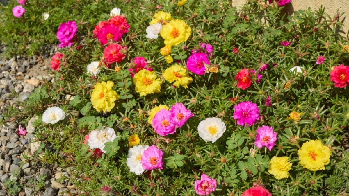 15 Heat Hardy Flowers That Thrive in Scorching Weather 6 15 Heat Hardy Flowers That Thrive in Scorching Weather - moss rose dp590319898