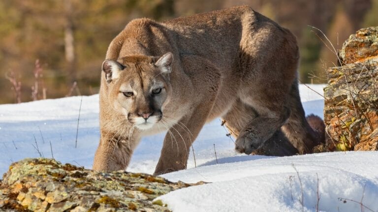 First Case of Fatal 'Staggering Disease' Found in Colorado Mountain Lion 1 First Case of Fatal 'Staggering Disease' Found in Colorado Mountain Lion - mountain lion ss1811853550