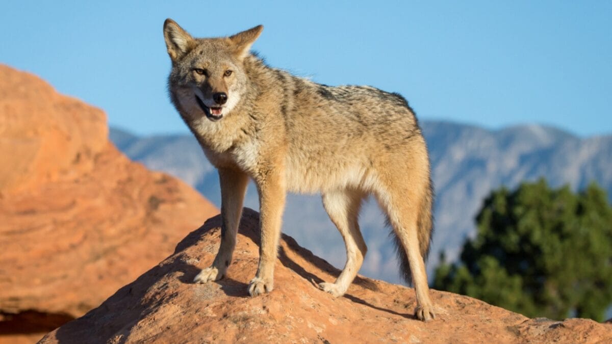 Explore the Pack: 19 Coyote Types to Know 6 Explore the Pack: 19 Coyote Types to Know - mountain coyote ss560344819