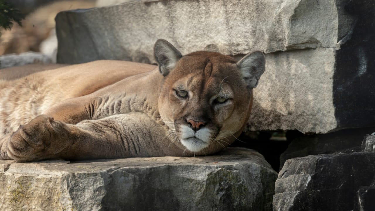 First Case of Fatal 'Staggering Disease' Found in Colorado Mountain Lion 6 First Case of Fatal 'Staggering Disease' Found in Colorado Mountain Lion - mountain lion ss1517329559