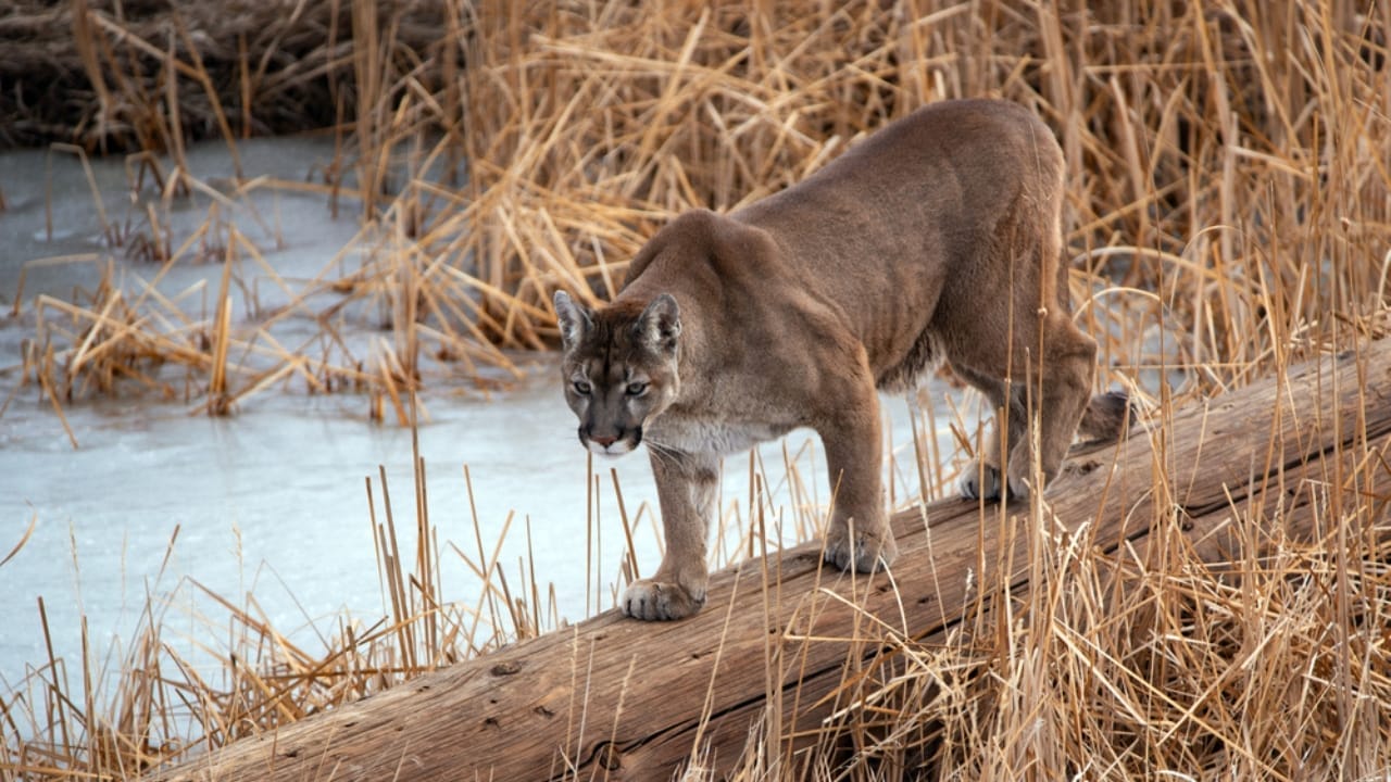 First Case of Fatal 'Staggering Disease' Found in Colorado Mountain Lion 5 First Case of Fatal 'Staggering Disease' Found in Colorado Mountain Lion - mountain lion ss1920539321