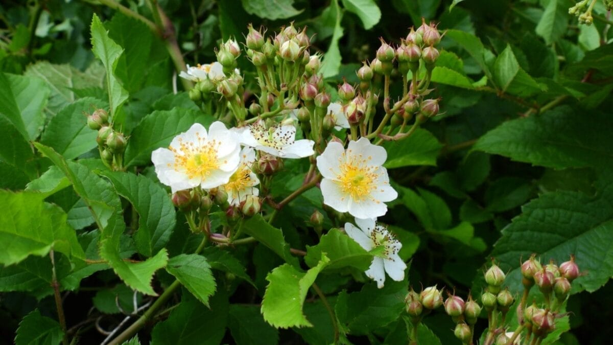 15 Innocent-Looking Flowers That Could Destroy Your Landscape 13 15 Innocent-Looking Flowers That Could Destroy Your Landscape - multiflora rose ss2475558257