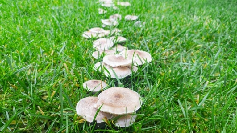 What Your Lawn's Mushrooms are Trying to Tell You 9 What Your Lawn's Mushrooms are Trying to Tell You - mushroom in grass ss2423787227