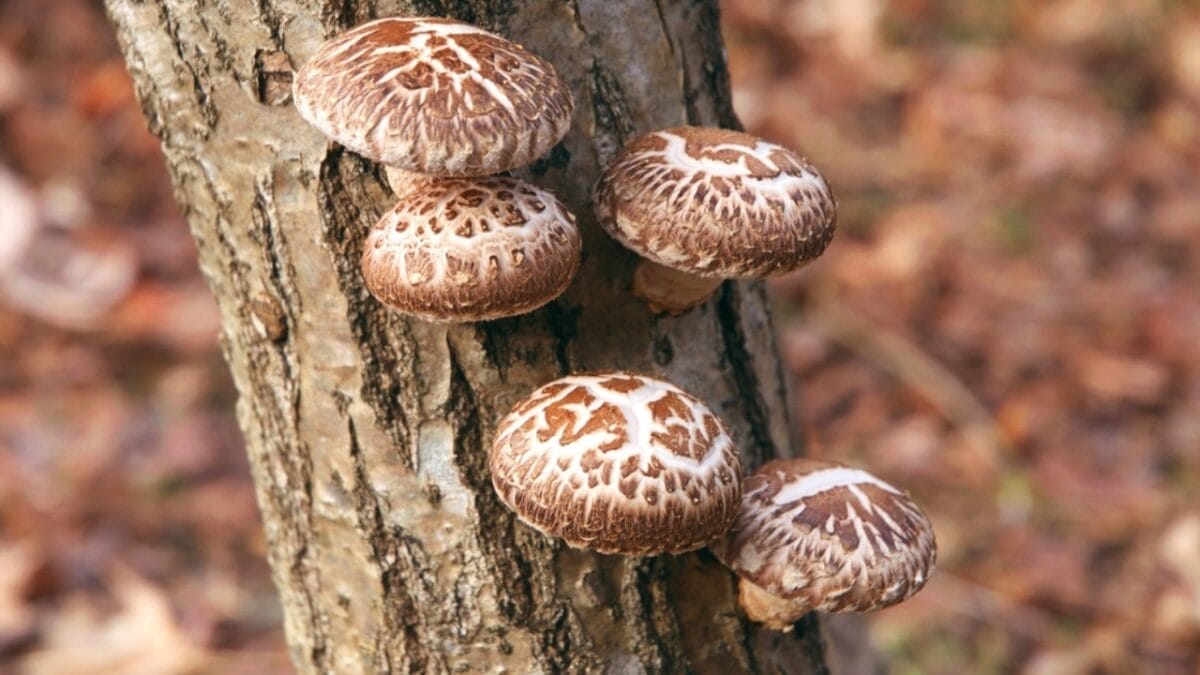 Raw Risks: 15 Foods That Pose Serious Health Hazards When Uncooked - mushroom in trees ss2140155851