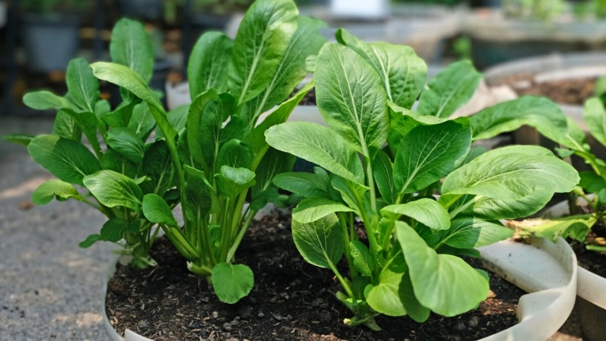 20 cut and come again vegetables that feel like free food forever 16 20 cut and come again vegetables that feel like free food forever - mustard greens plant dp722297850