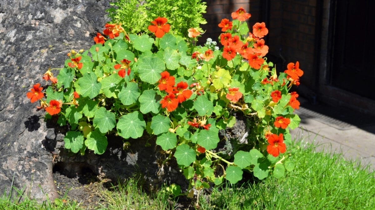 20 Best Vines for Containers That Are Easy to Grow 21 20 Best Vines for Containers That Are Easy to Grow - nasturtium dp47996479