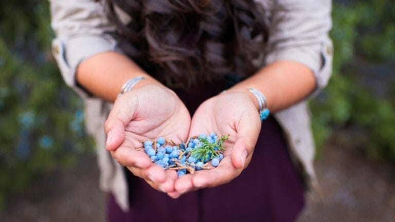 10 Native American Herbs & Spices to Enhance Your Garden & Kitchen 8 10 Native American Herbs & Spices to Enhance Your Garden & Kitchen - native american juniper ss2427114585