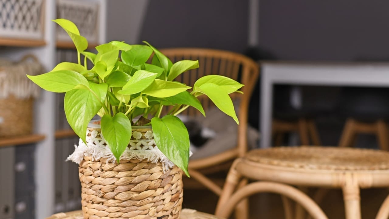 12 Houseplants That Actually Prefer Staying Pot-Bound - neon pothos dp559889042