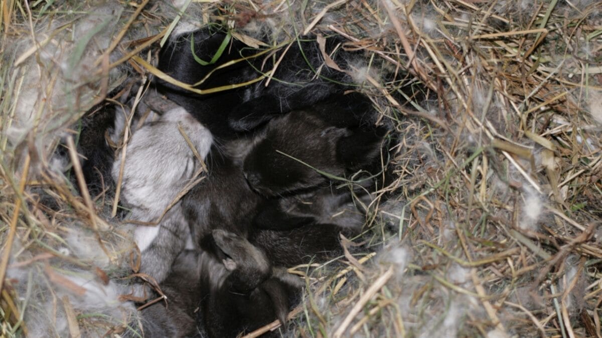 Think Twice Before Mowing Over Dead Grass Patches— Here's Why 2 Think Twice Before Mowing Over Dead Grass Patches— Here's Why - nest with rabbit ss58573111