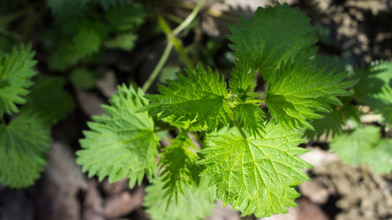 10 of the Most Pain-Inducing Plants on Earth You Should Never Touch 12 10 of the Most Pain-Inducing Plants on Earth You Should Never Touch - nettle family ss1687614304