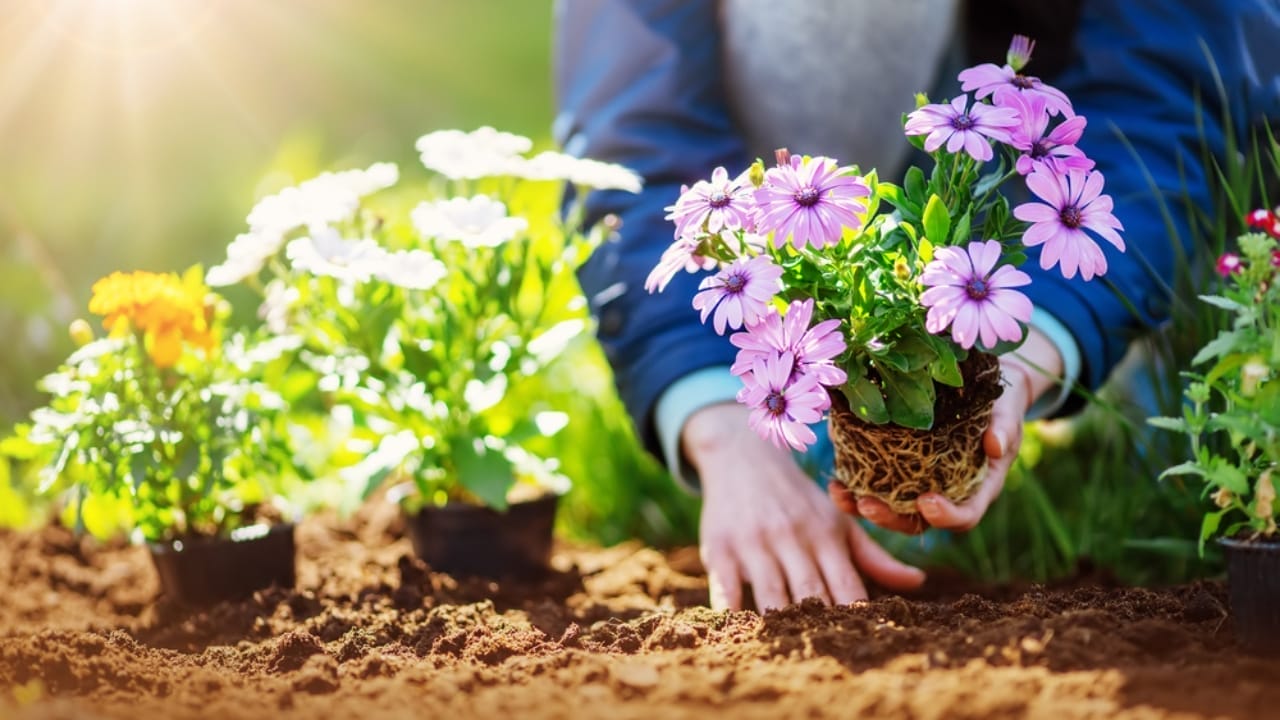 28 Best Foundation Plants to Beautify Your Home’s Front Yard 4 28 Best Foundation Plants to Beautify Your Home’s Front Yard - newly plants ss1923663278