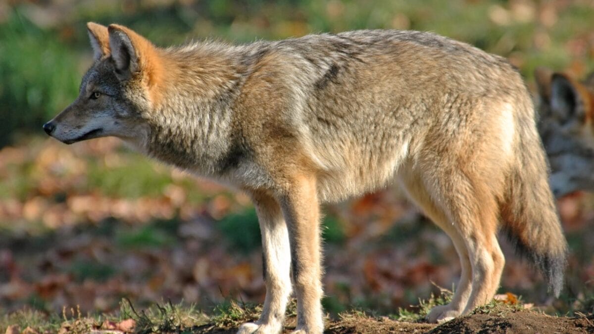 Explore the Pack: 19 Coyote Types to Know 19 Explore the Pack: 19 Coyote Types to Know - nicaraguan coyote dp11998822