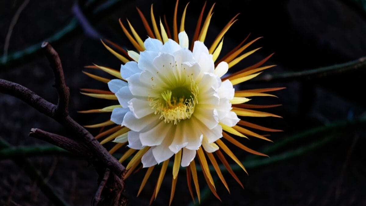 12 Awe-Inspiring Flowers That Bloom Under the Stars at Night 7 12 Awe-Inspiring Flowers That Bloom Under the Stars at Night - night blooming cereus ss1102920866