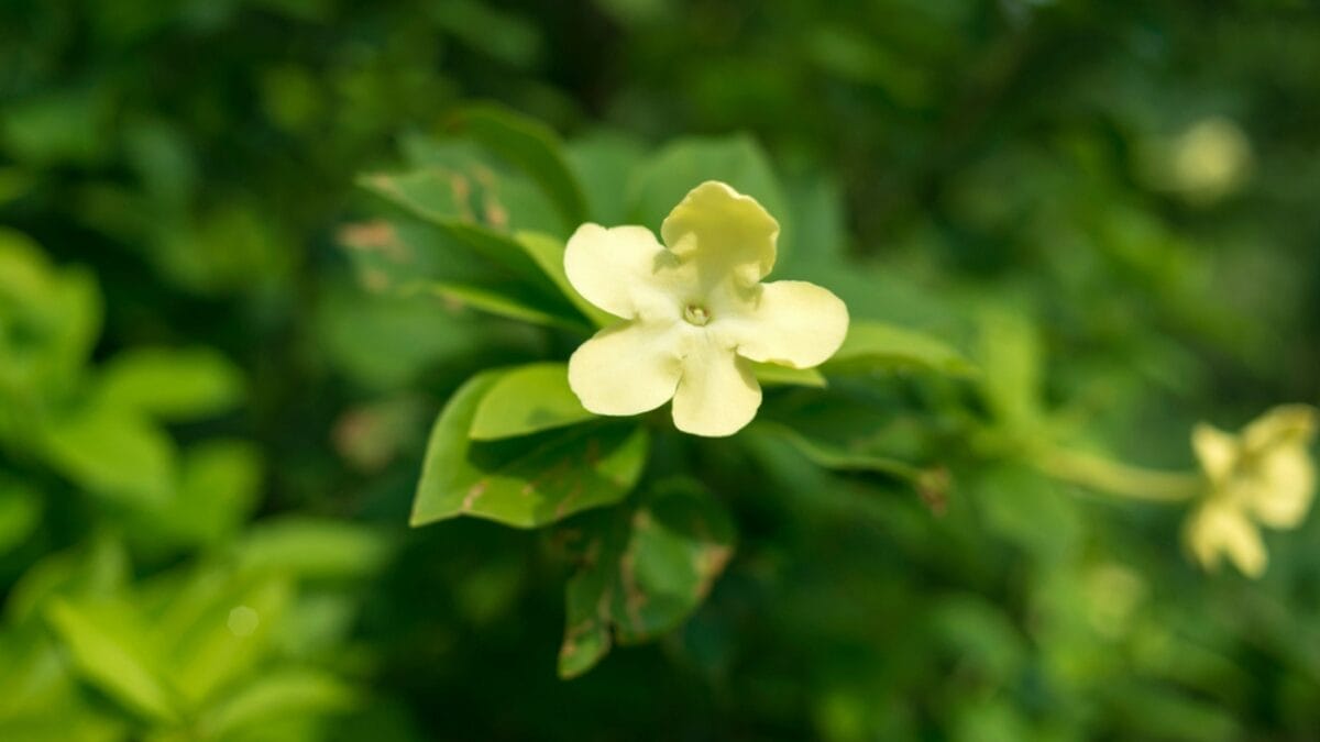 20 Plants Known to Bring Good Luck & Prosperity 17 20 Plants Known to Bring Good Luck & Prosperity - night blooming jasmine dp78444464