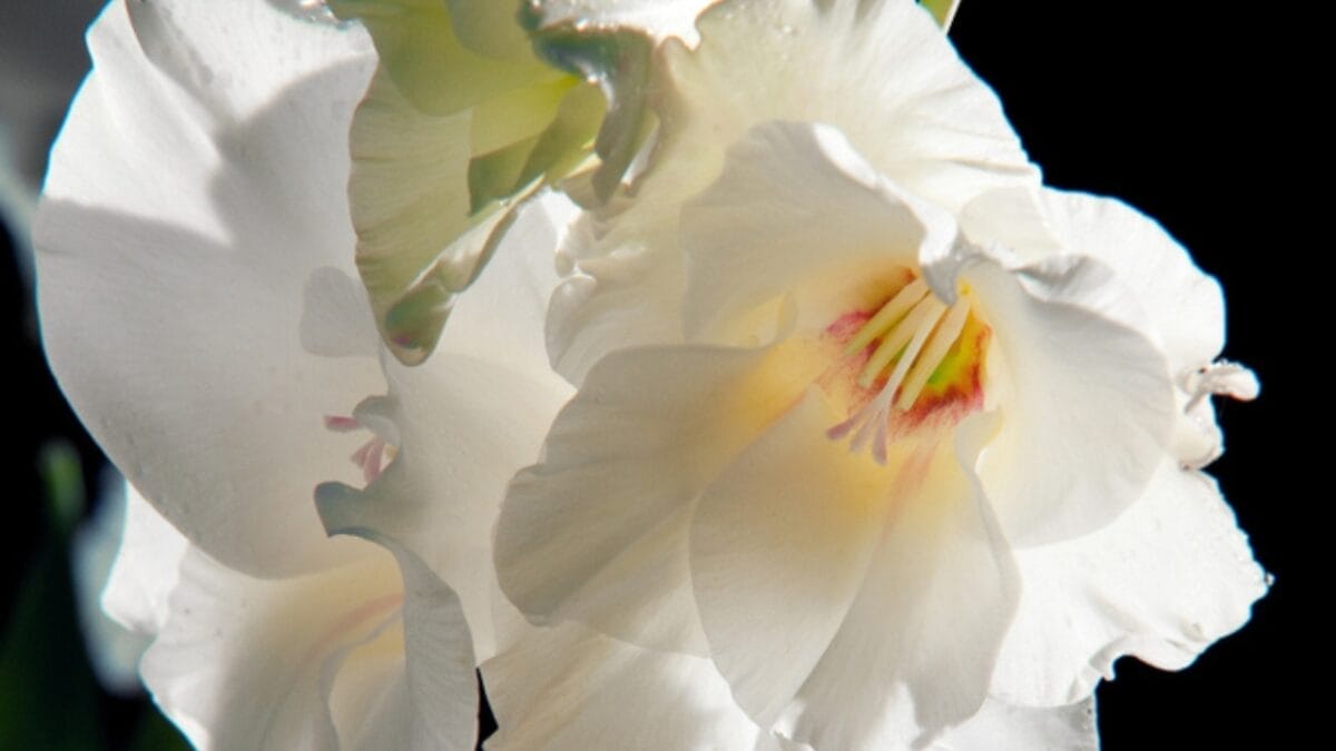 The Perfect Flower for Every Anniversary, From 1 to 50 17 The Perfect Flower for Every Anniversary, From 1 to 50 - night gladiolus ss1240736758