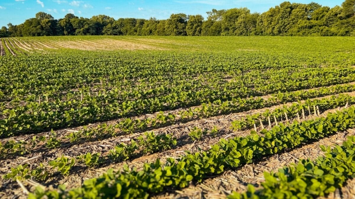 10 Things Only Expert Vegetable Growers Know for Thriving Gardens 11 10 Things Only Expert Vegetable Growers Know for Thriving Gardens - no till gardening ss2475768789