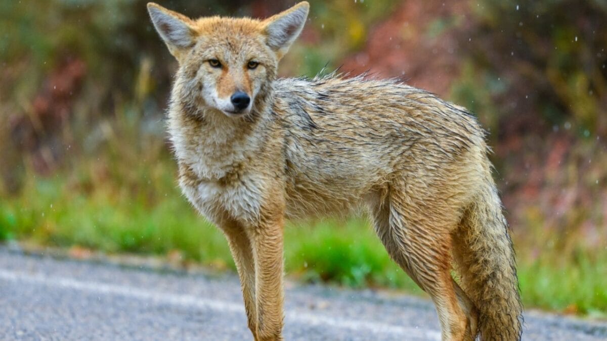 Hunting Coyotes Could Be Backfiring Across the U.S. - northwest coast coyote ss2408920893