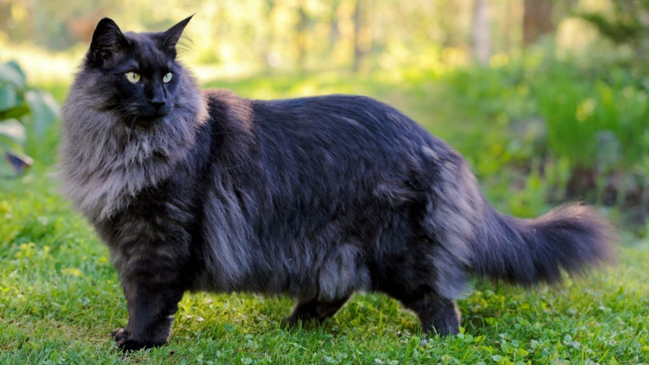 10 Facts About the Norwegian Forest Cat, The Vikings' Favorite Feline 4 10 Facts About the Norwegian Forest Cat, The Vikings' Favorite Feline - norweigan cat breed ss1059701195