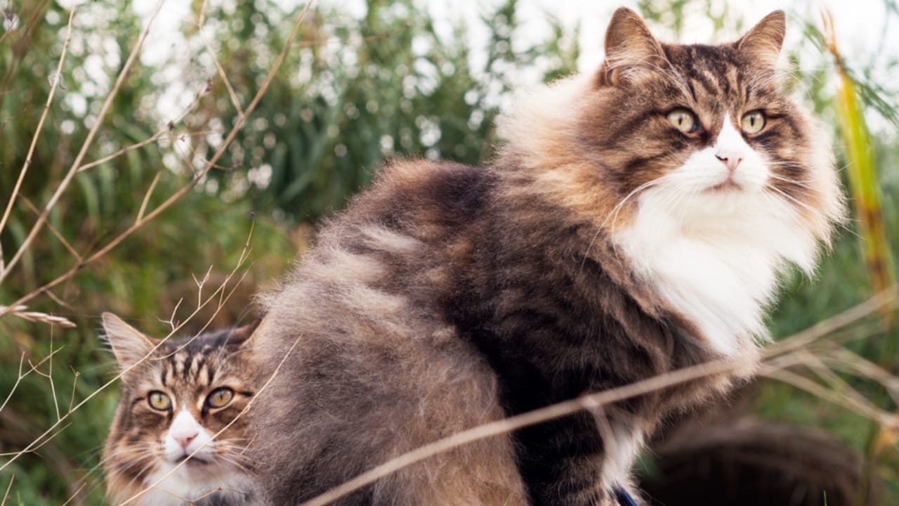 10 Facts About the Norwegian Forest Cat, The Vikings' Favorite Feline 7 10 Facts About the Norwegian Forest Cat, The Vikings' Favorite Feline -