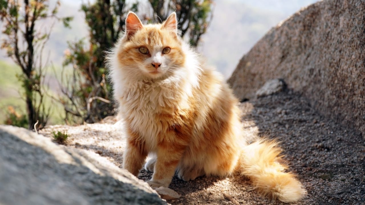 10 Facts About the Norwegian Forest Cat, The Vikings' Favorite Feline 5 10 Facts About the Norwegian Forest Cat, The Vikings' Favorite Feline - norweigan cat in mountain ss2147418073