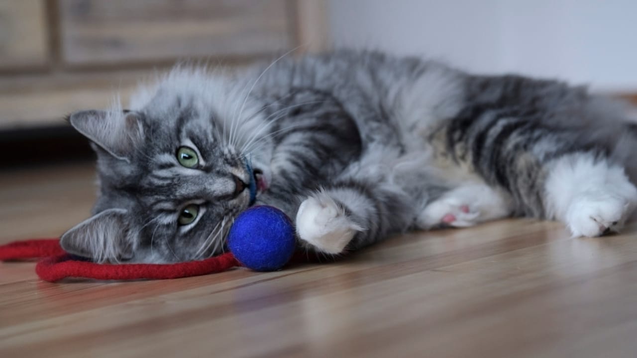 30 Ways to Become Your Cat's Best Friend - norweigan cat playing ss2289044285