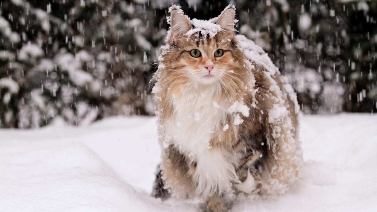 18 Astonishing Cat Facts That Challenge Everything You Thought You Knew 15 18 Astonishing Cat Facts That Challenge Everything You Thought You Knew - norweigan cat snow ss630277865