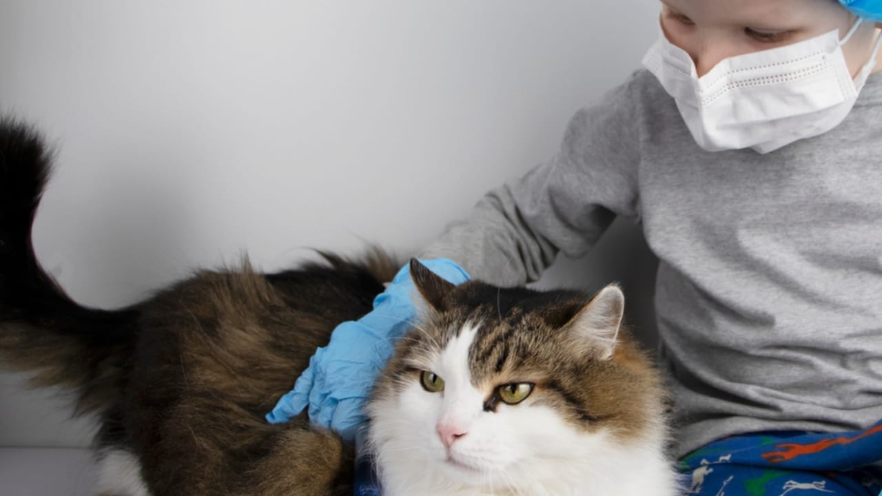 15 Cat Myths & Misconceptions Debunked 14 15 Cat Myths & Misconceptions Debunked - norweigan cat vet ss1682431846