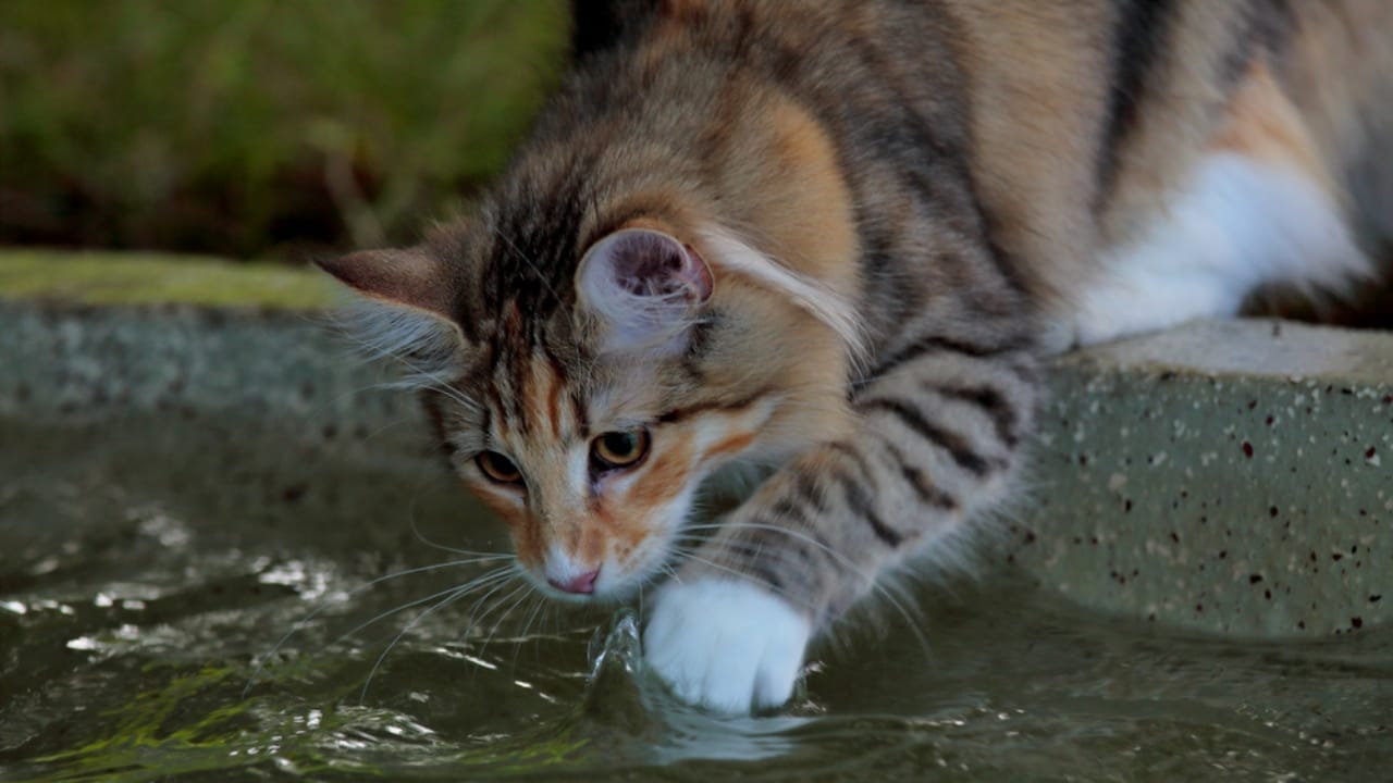 15 Cat Myths & Misconceptions Debunked 4 15 Cat Myths & Misconceptions Debunked - norweigan cat water ss1107073220